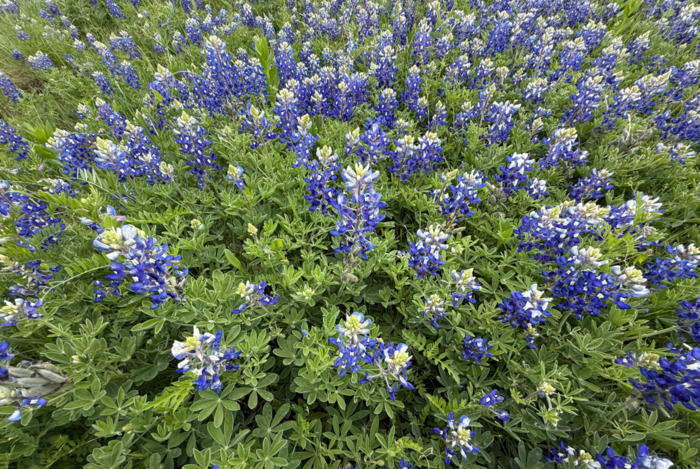 Blue Bonnets