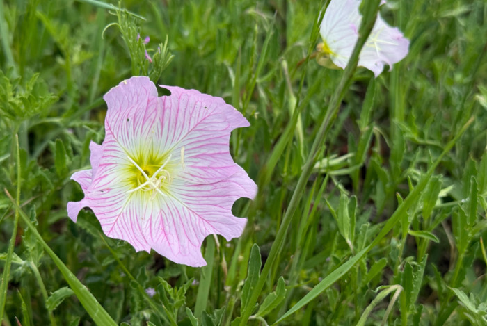 Evening Primrose