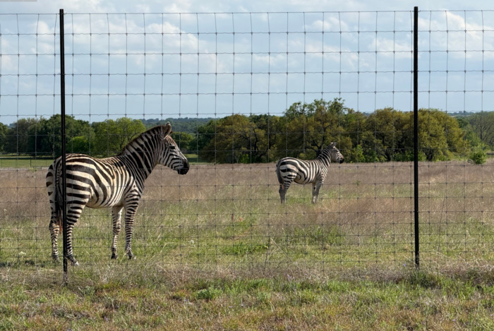 Texas Zebras?!