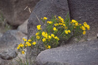 New Mexico 033