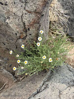 New Mexico 050