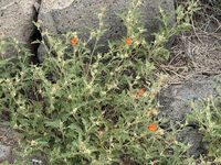 New Mexico 069