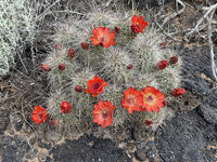 New Mexico 094