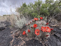 New Mexico 095