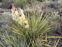 New Mexico 096