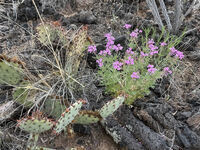 New Mexico 097
