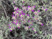 New Mexico 103