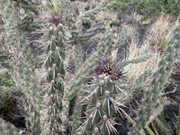 New Mexico 105