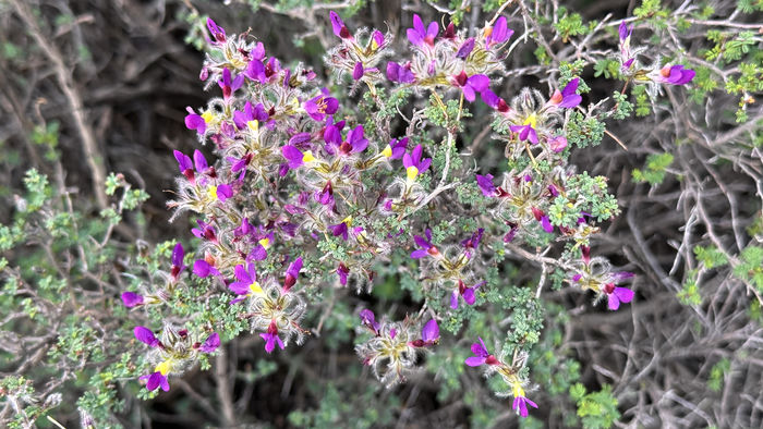 Malpaís Purple Blooms