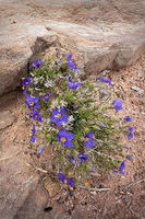 Petrified Forest 31