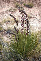 Petrified Forest 37