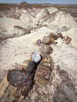 Petrified Forest 42