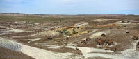 Petrified Forest 43