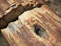 Petrified Forest 44