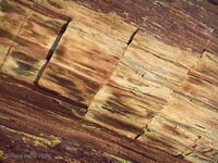 Petrified Forest 46