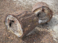 Petrified Forest 49