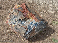 Petrified Forest 51