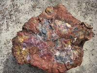 Petrified Forest 55