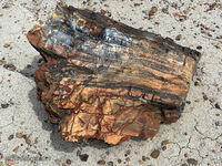 Petrified Forest 57