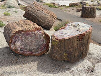 Petrified Forest 59