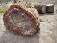Petrified Forest 60