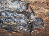 Petrified Forest 66