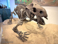 Petrified Forest 76