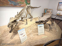 Petrified Forest 77