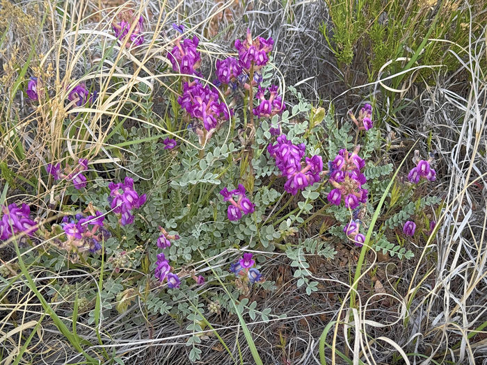 Sweet Pea Shrub?