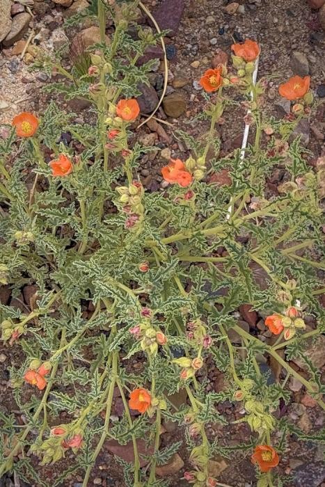 Globe Mallow