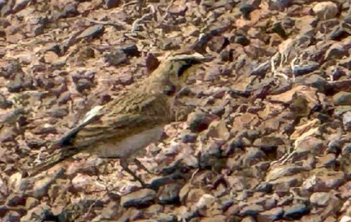 Horned Lark