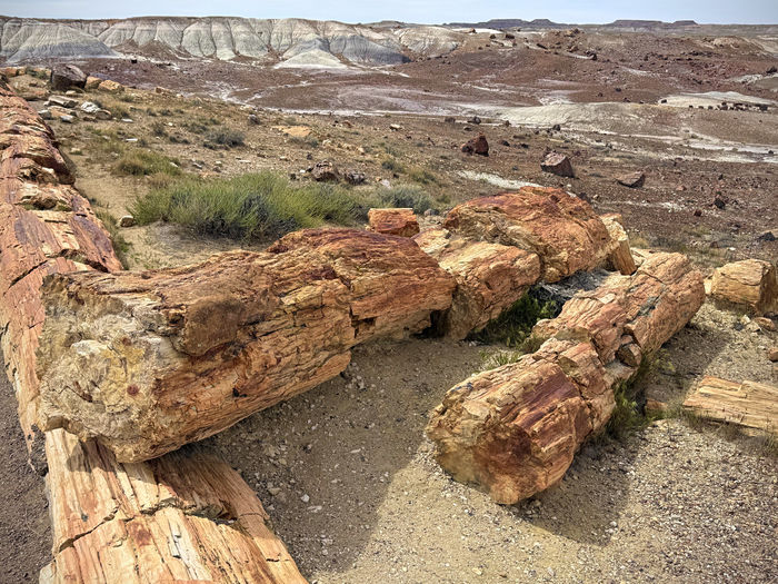 Tree (left) Over 100 ft Tall