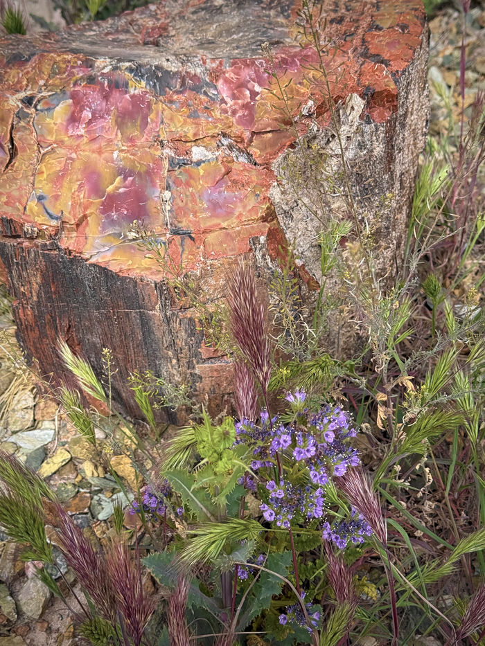 Ancient & Modern Plants Together