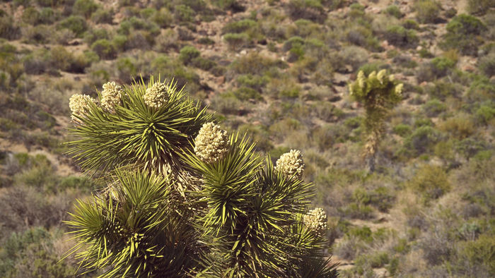 Joshua Trees