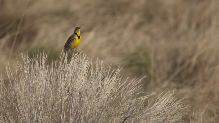 Western Meadowlark