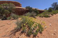 Arches Park 2026 45