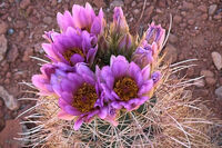 Arches Park 2026 71