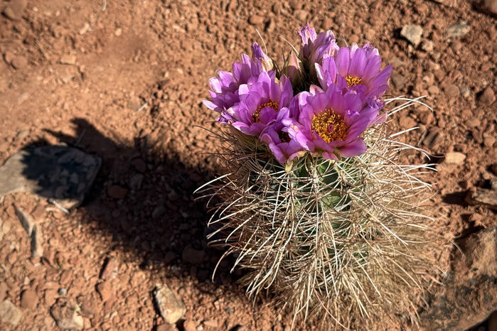 Cactus in Bloom