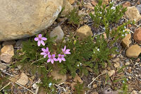 Nine Mile Canyon 066
