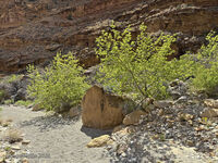 Nine Mile Canyon 081