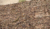 Petrified Forest 39
