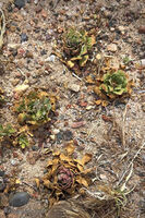 Petrified Forest 40