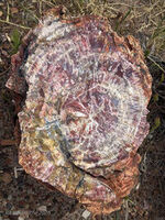 Petrified Forest 53