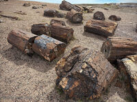 Petrified Forest 67