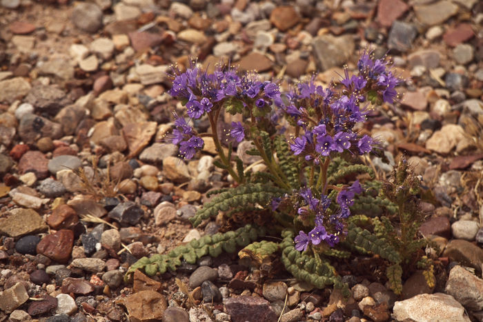 Phacelia