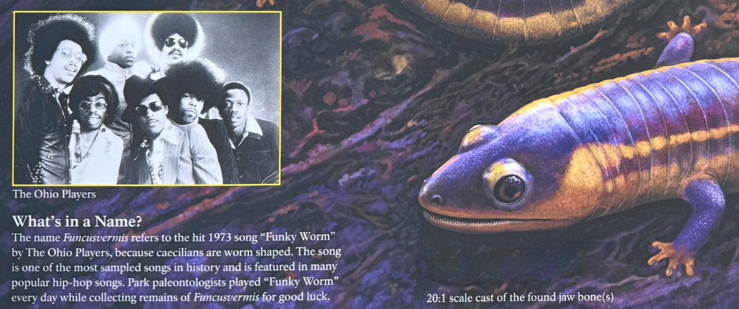Funcusvermis the 'Funky Worm'