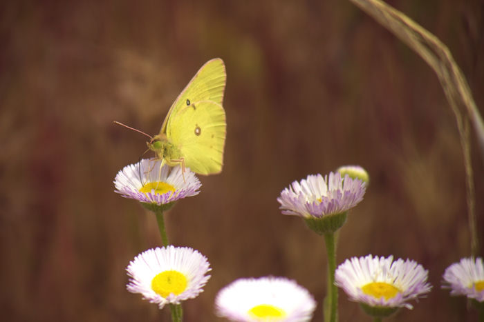 Sulfur Butterfly