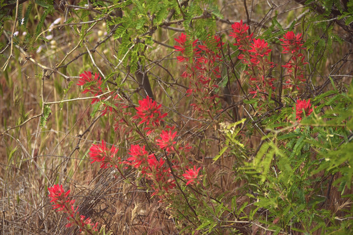 Paintbrush