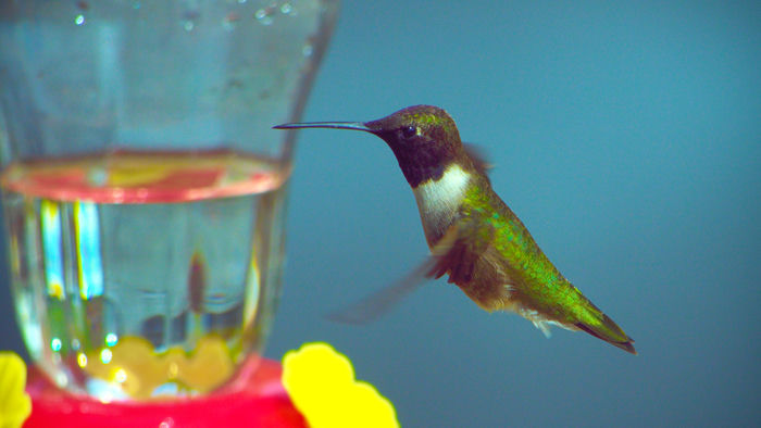 Ruby-Throated Hummingbird