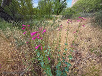 Arizona 12